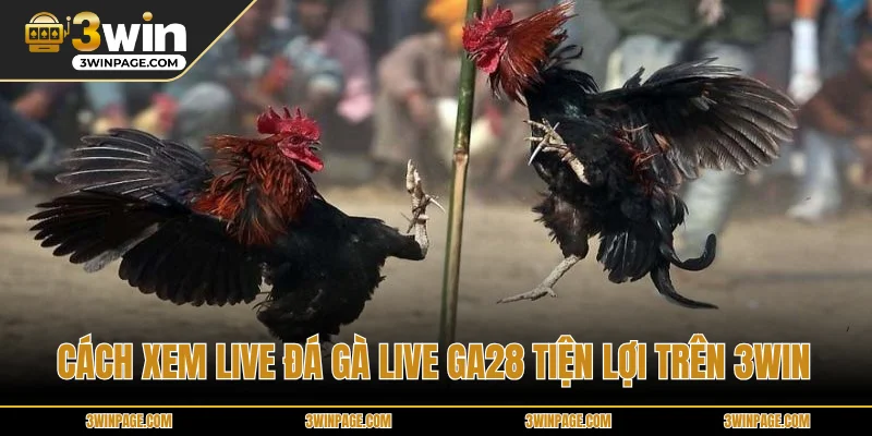 Cách xem live đá gà live ga28 tiện lợi trên 33WIN
