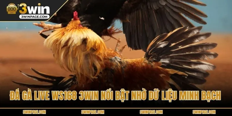 Đá gà Live WS168 33WIN nổi bật nhờ dữ liệu minh bạch