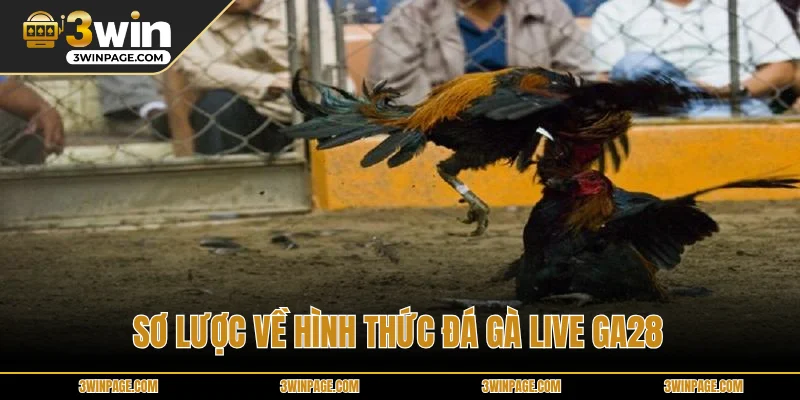 Sơ lược về hình thức đá gà live ga28